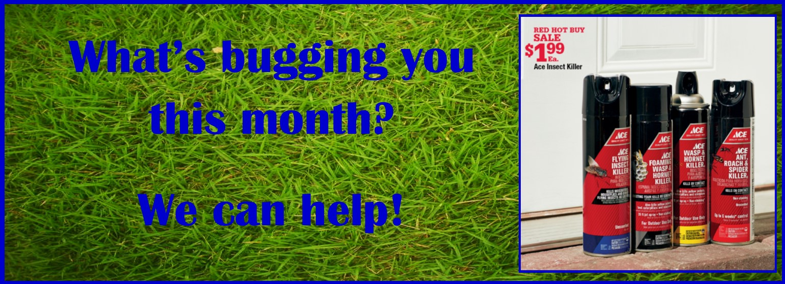 What's bugging you in August
