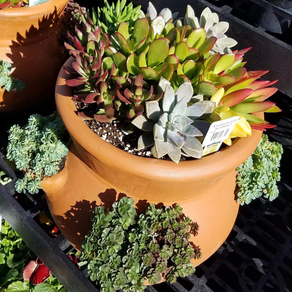 Succulent Pot - New Garden Center 3 18
