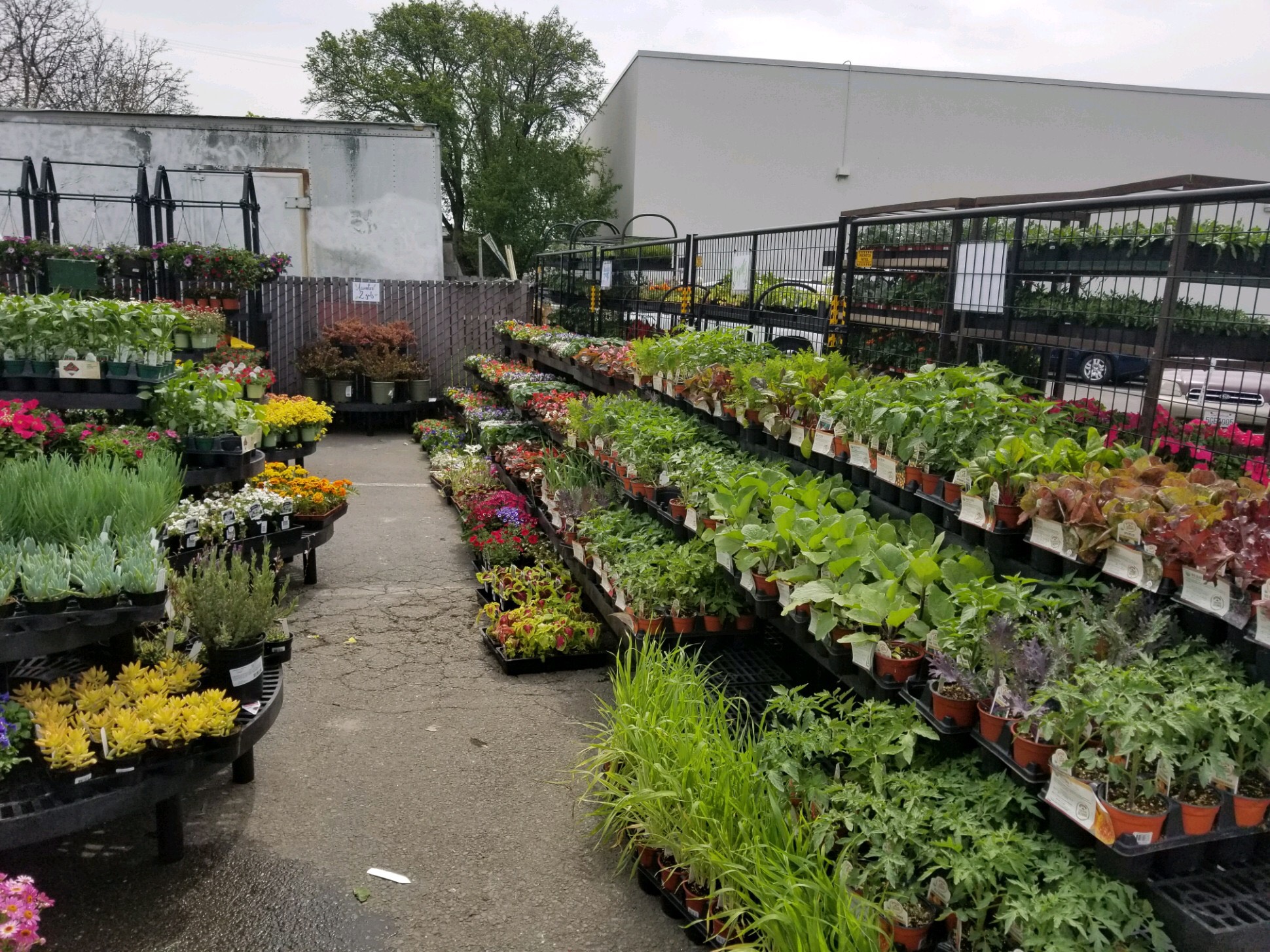 Laurel Ace Garden Center 4/18 v6