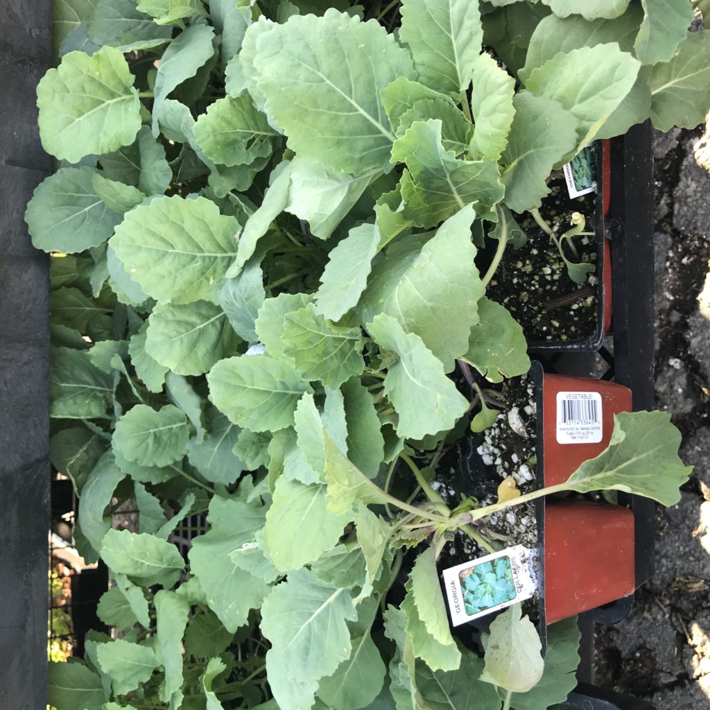 Collard Greens - per your request!