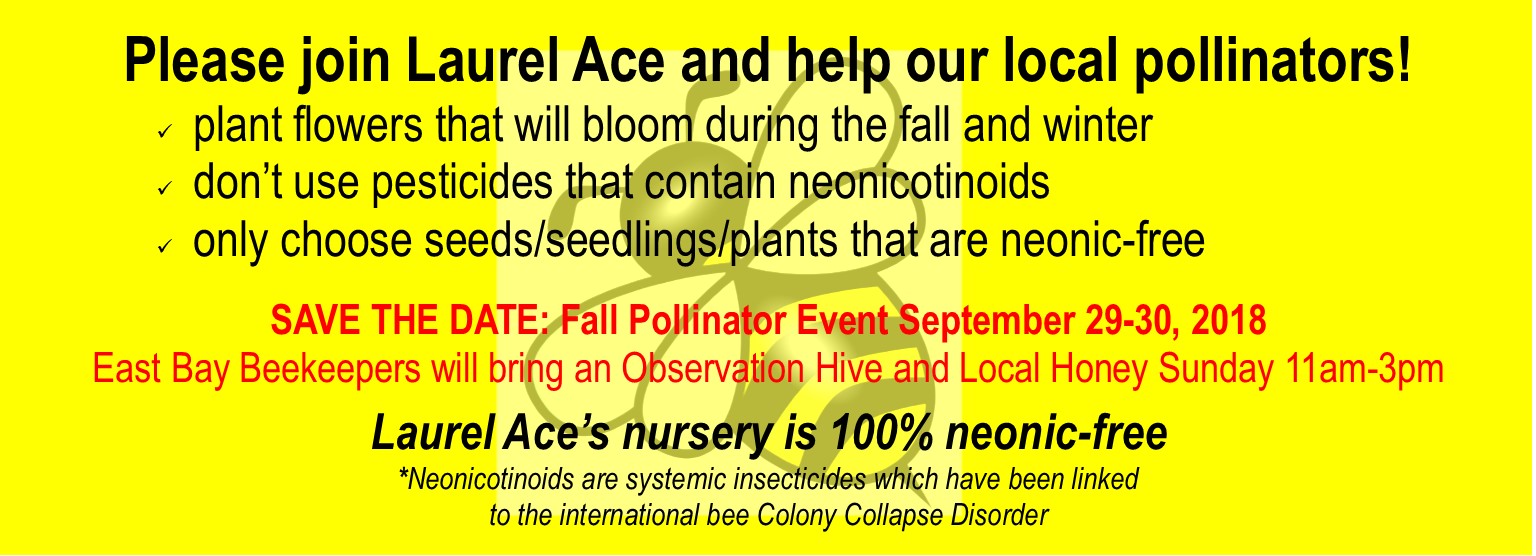 Laurel Ace Fall Pollinator Event