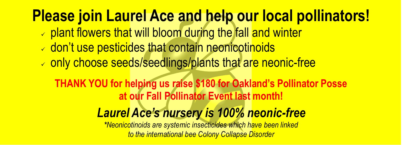 Plant now for the winter pollinators