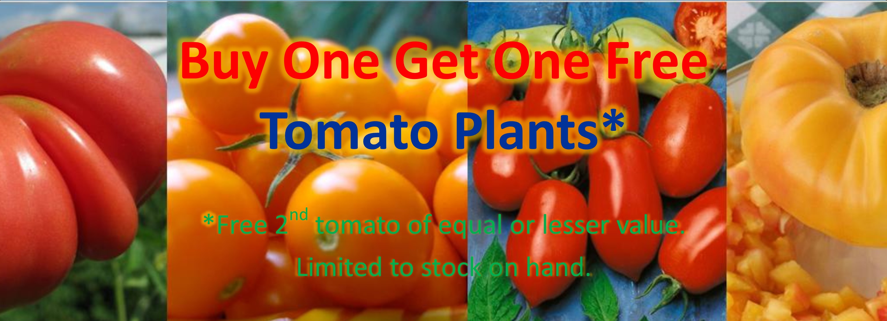 Tomato Plants BOGO