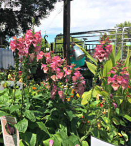 Nightmare in the Garden-Deadly Digitalis