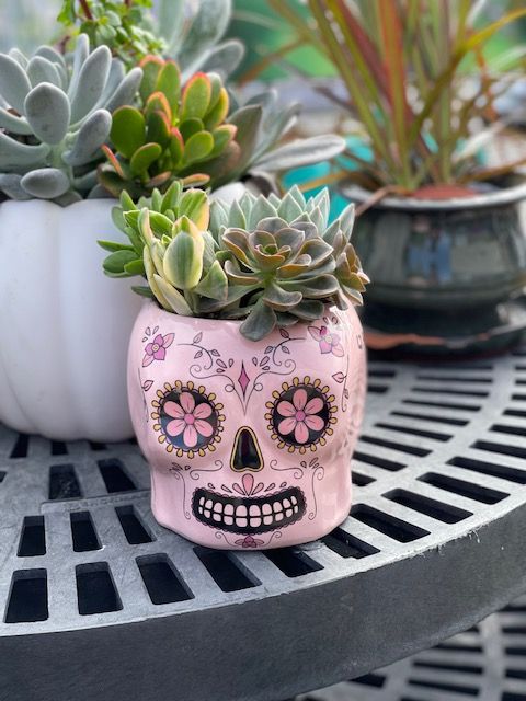 skull succulent