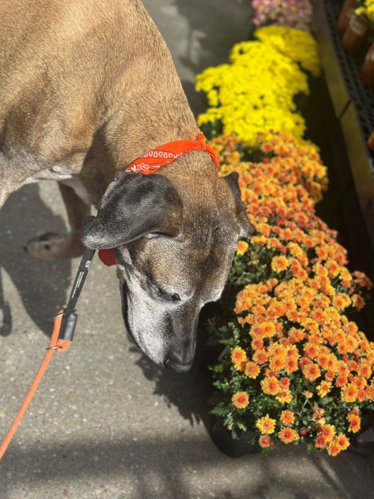 Maverick Fall Mums