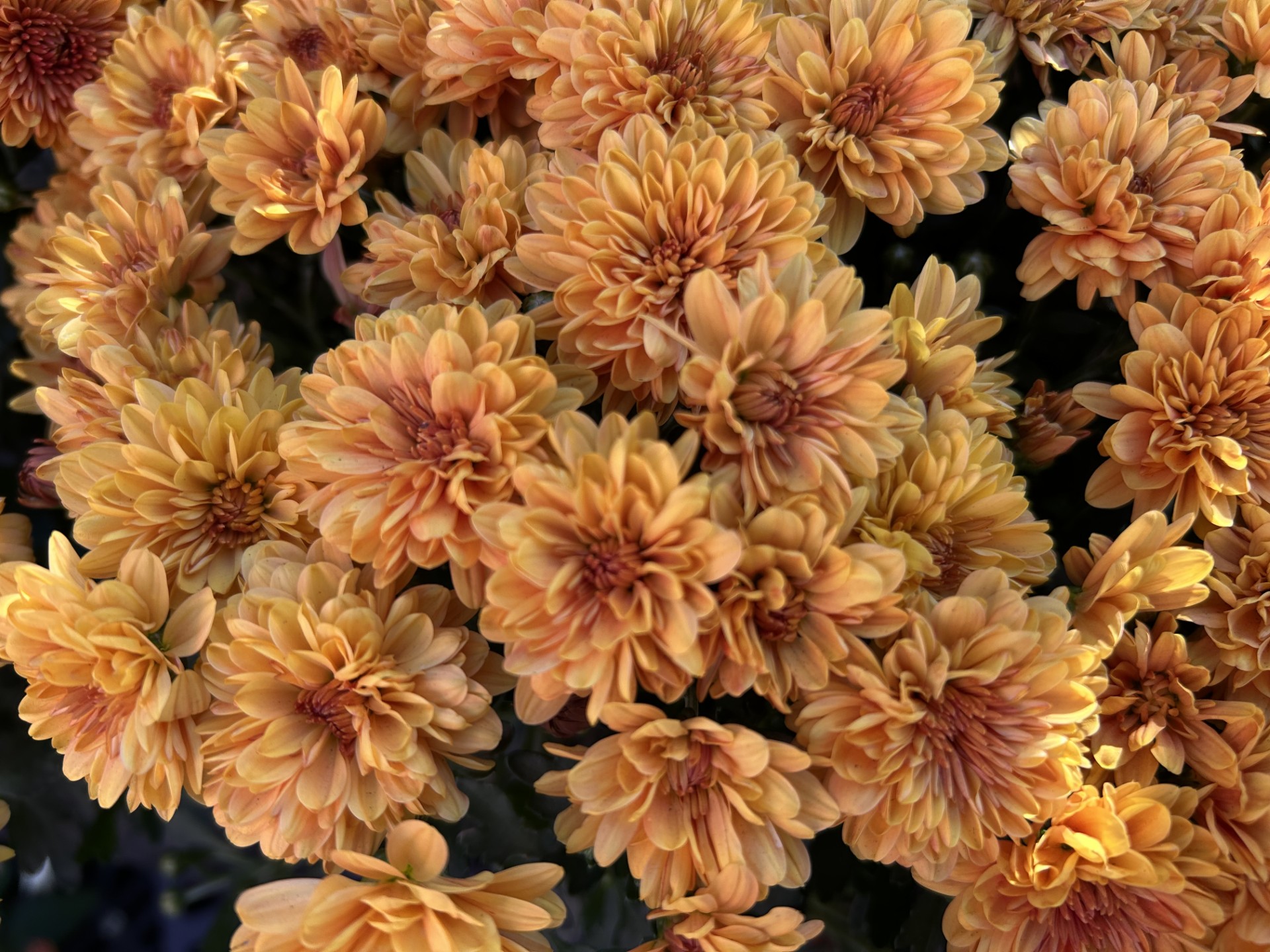 fall color mums