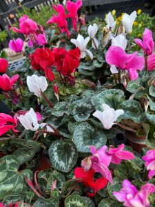 sm cyclamen Photo Dec 02 2025, 2 29 18 PM