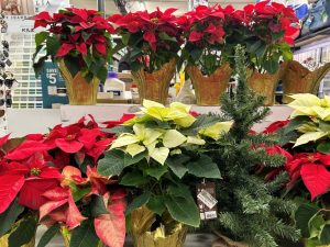 sm pointsettia Photo Dec 02 2025, 2 27 29 PM